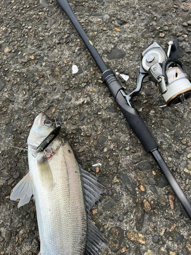 セイゴ（マルスズキ）の釣果