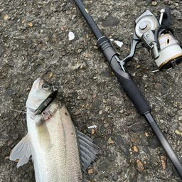 セイゴ（マルスズキ）