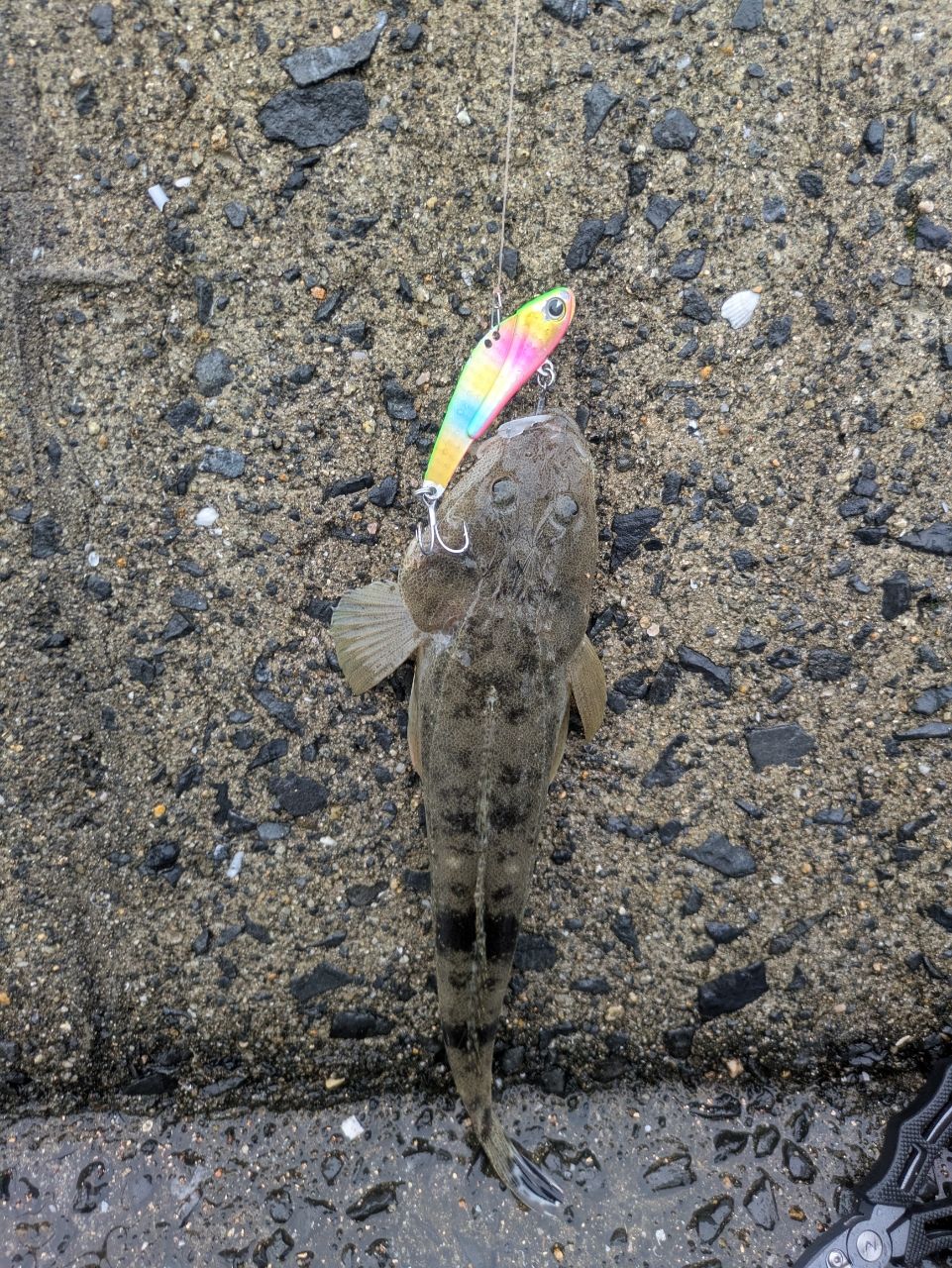 マゴチ