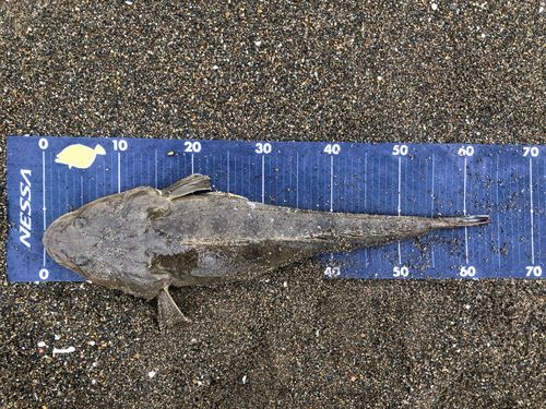 マゴチの釣果