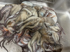 タコの釣果