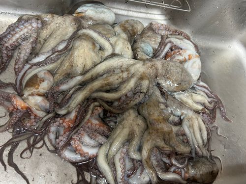 タコの釣果