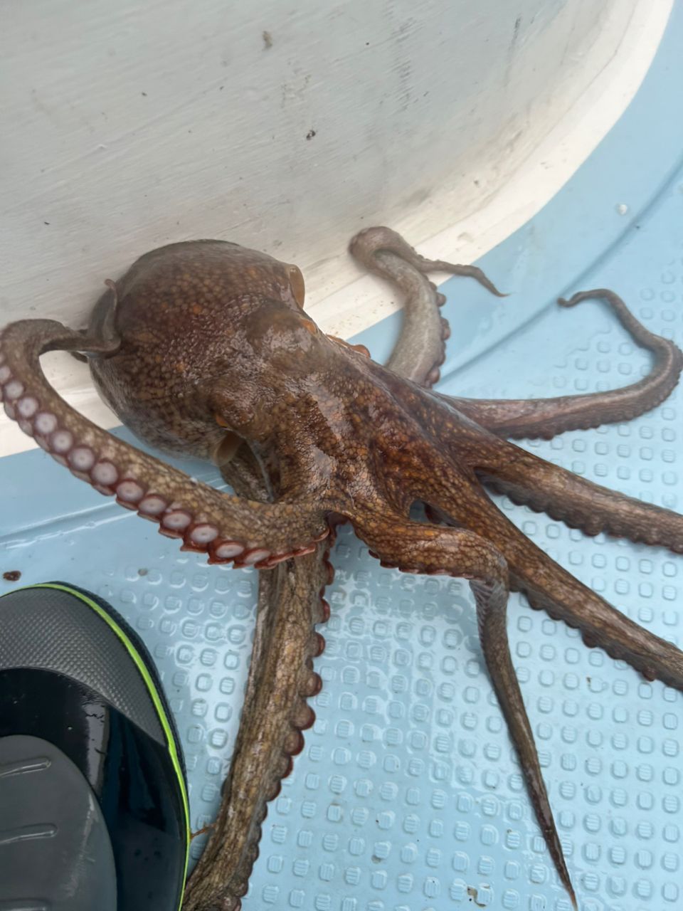 タコ
