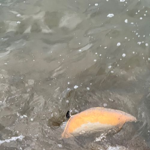 アカエイの釣果