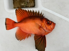 チカメキントキの釣果