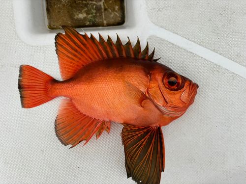 チカメキントキの釣果