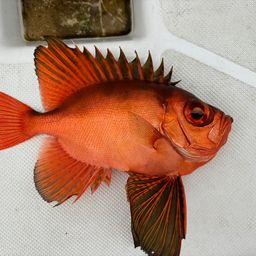 チカメキントキ