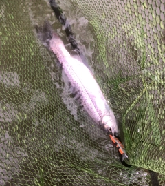 ニジマスの釣果