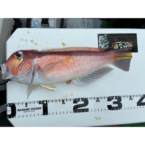 アカアマダイの釣果