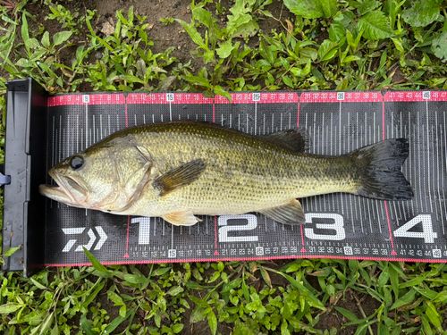 ブラックバスの釣果