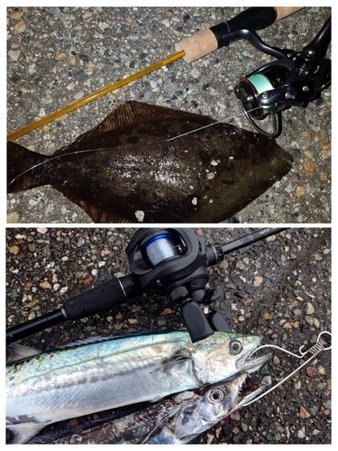 サゴシの釣果