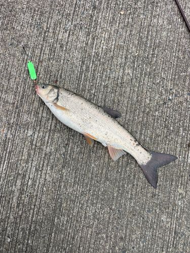 ウグイの釣果