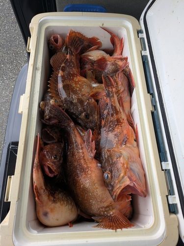 ウッカリカサゴの釣果