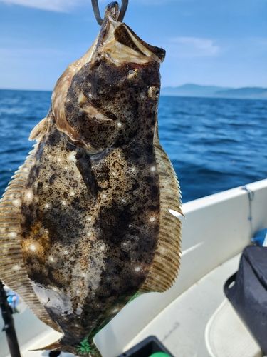 ヒラメの釣果