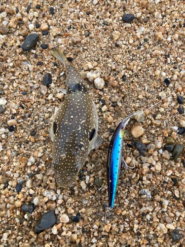 クサフグの釣果