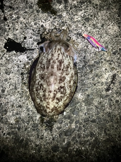 カミナリイカの釣果
