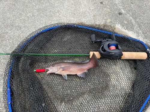 コブダイの釣果