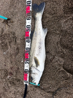 スズキの釣果