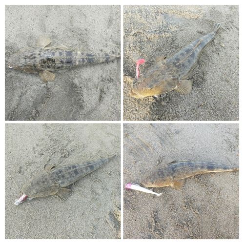 マゴチの釣果