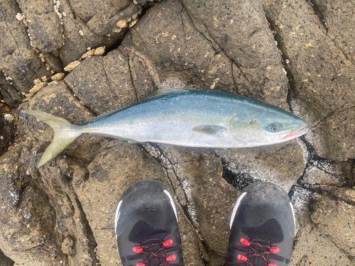 ブリの釣果