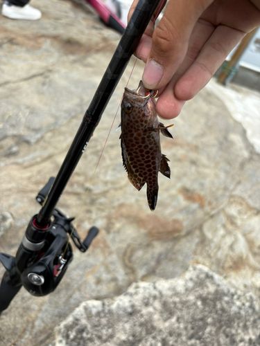 オオモンハタの釣果