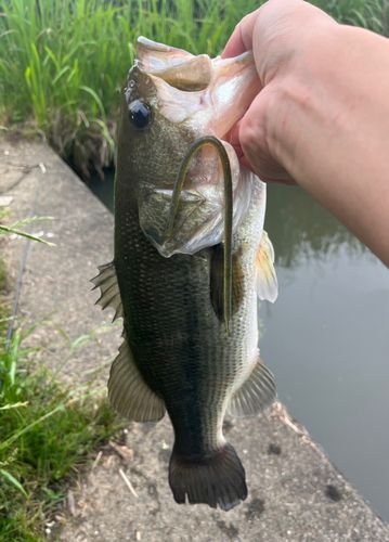 ラージマウスバスの釣果