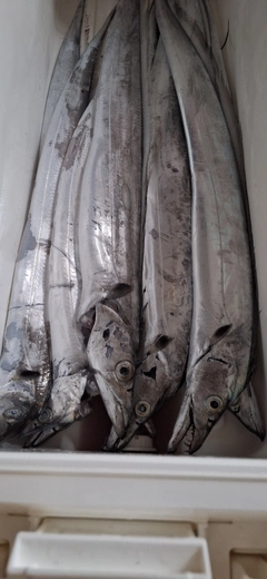 タチウオの釣果