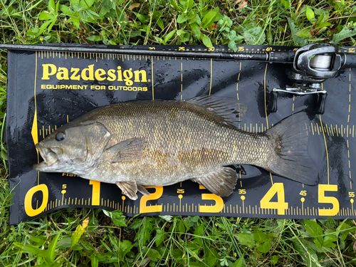 スモールマウスバスの釣果