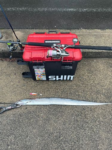 タチウオの釣果