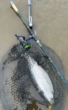 サクラマスの釣果