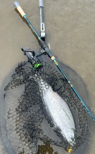 サクラマスの釣果