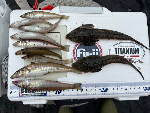 シロギスの釣果