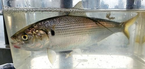 コノシロの釣果