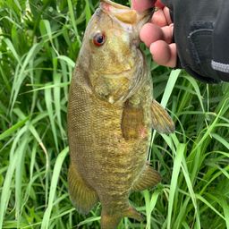 スモールマウスバス