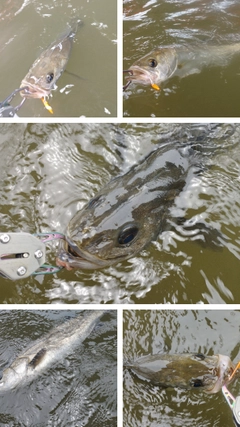 シーバスの釣果