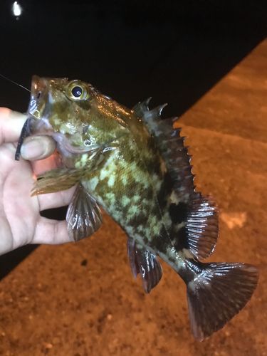 ガシラの釣果