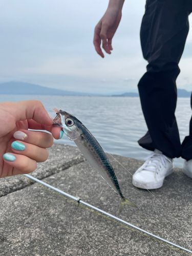 サバの釣果