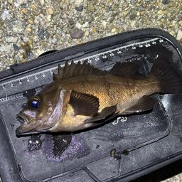 メバル
