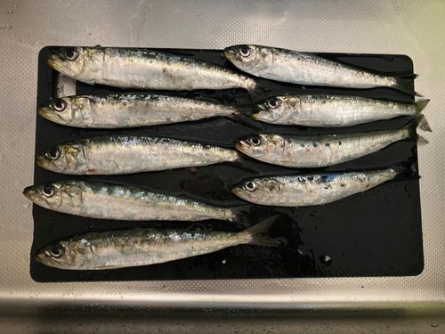 イワシの釣果