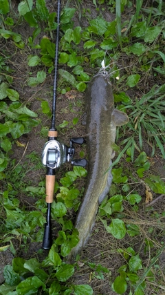ナマズの釣果