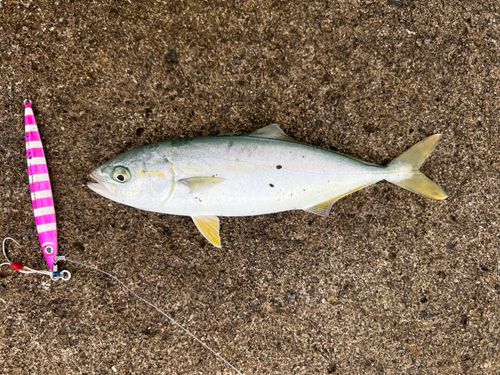 ヤズの釣果