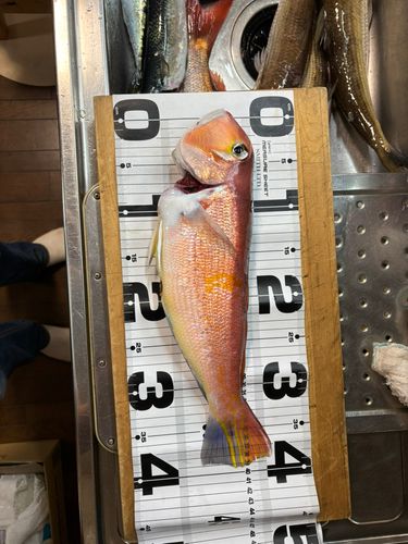 アマダイの釣果