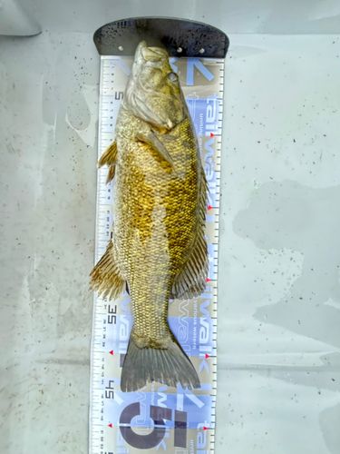 スモールマウスバス