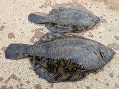 クロガレイの釣果