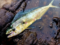 シイラの釣果