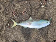 ワラサの釣果