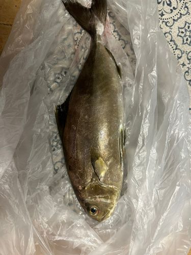 アイブリの釣果