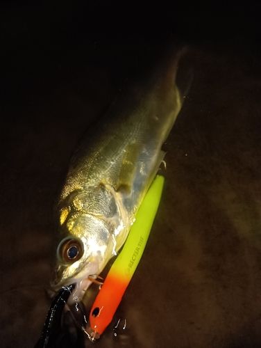 セイゴ（マルスズキ）の釣果