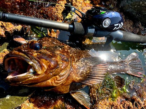 ムラソイの釣果
