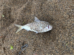 コノシロの釣果